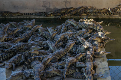 Crocodile hatchlings in cage by water in illegal meat and skin farm