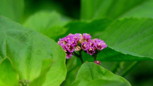 Close-up of pink flower