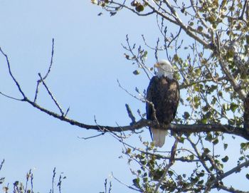 Low angle view of eagle perching on tree