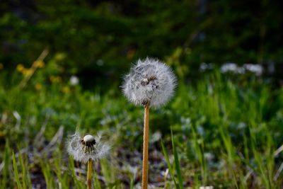 Close-up of dandelion flower on field