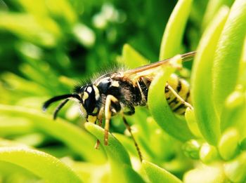 Close-up of insect on plant