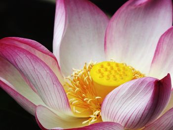 Close-up of fresh pink lily