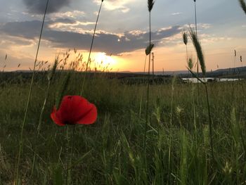 Red poppy flower on field against sky during sunset