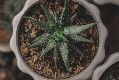 High angle view of potted plant