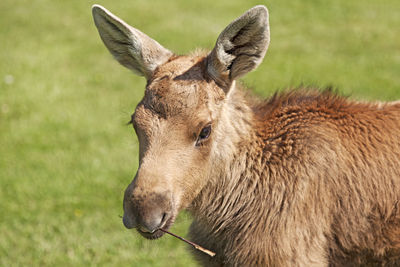 Close-up of a horse looking away