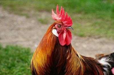 Close-up of rooster on field