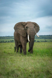 African bush elephant stands in short grass