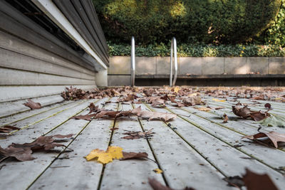 Autumn leaves on railroad track