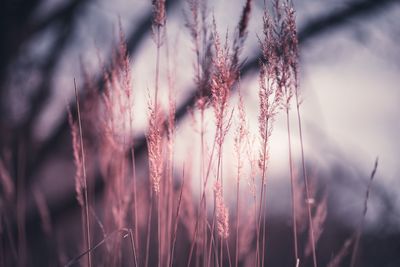 Close-up of pink flowers on field against sky