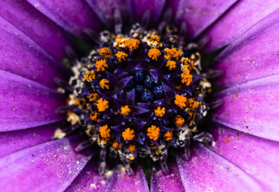 Macro shot of flower