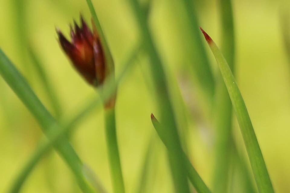 CLOSE-UP OF PLANTS