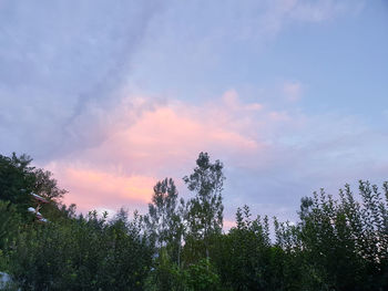 Low angle view of trees against sky during sunset