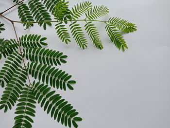 Low angle view of fern against sky
