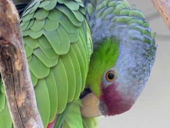 Close-up of bird