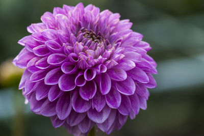 Close-up of purple dahlia