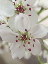 Close-up of white flowers