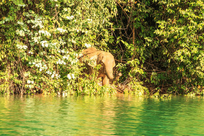 Side view of horse in a lake