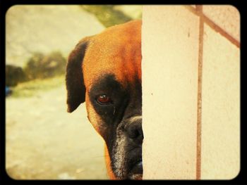 Close-up portrait of a dog