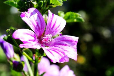 Close-up of pink flower blooming