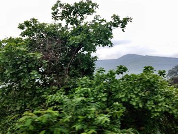 View of trees in forest