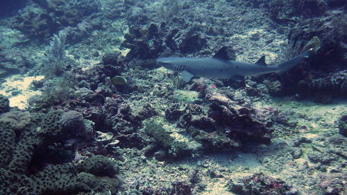 High angle view of gray reef shark swimming by coral in sea