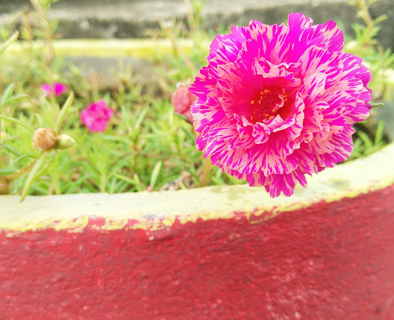 CLOSE-UP OF PINK FLOWER ON PLANT