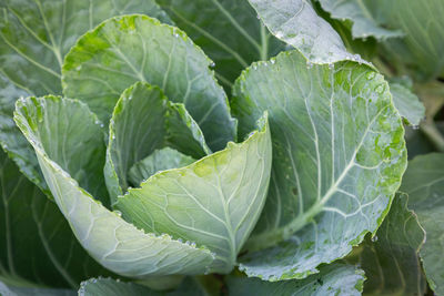 Close-up of fresh green leaves