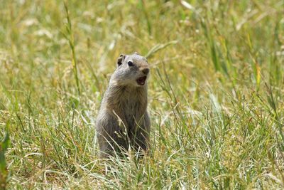 Cute alert marmot on grassy field