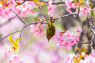 Close-up of butterfly pollinating on flower