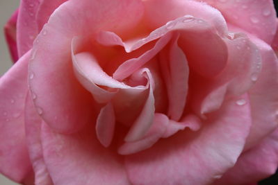 Macro shot of pink rose blooming outdoors