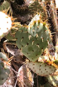 Close-up of cactus plant