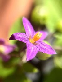 Close-up of purple crocus blooming outdoors