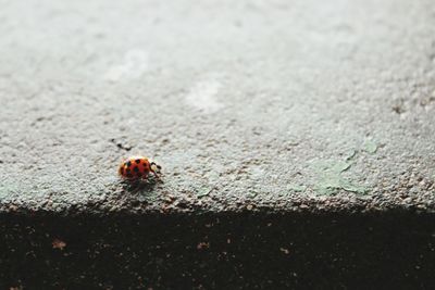 Close-up of ladybug on leaf