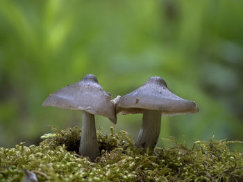 Close-up of mushroom growing on field