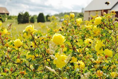 Yellow flowers growing in field