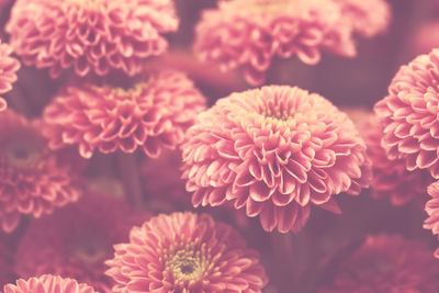 Pink pastel chrysanthemum flower background with soft focus