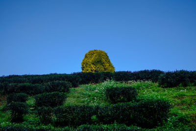 Plants growing on field against clear blue sky