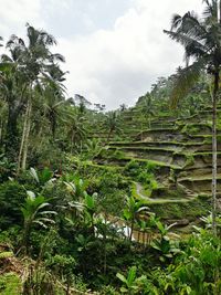 Scenic view of forest against sky