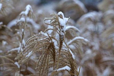 Close-up of snow