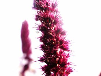 Close-up of pink flower against clear sky