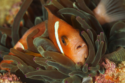 Close-up of fish swimming in sea