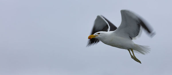 Flying kelp gull at pelican's point near the coast of namibia