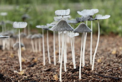 Close-up of mushroom growing on field