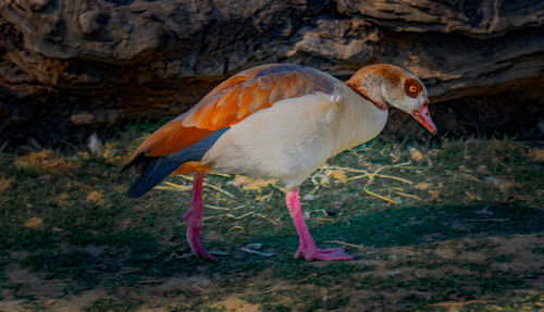 Close-up of bird perching on a field