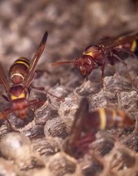 Close-up of ants