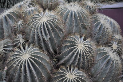 Full frame shot of succulent plant