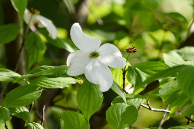 Close-up of white flowering plant