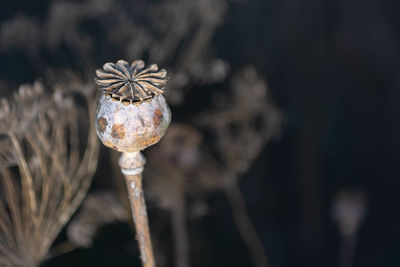 Close-up of wilted flower