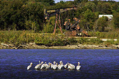 View of swans in calm lake