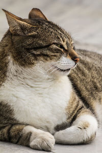 Close-up of a cat resting